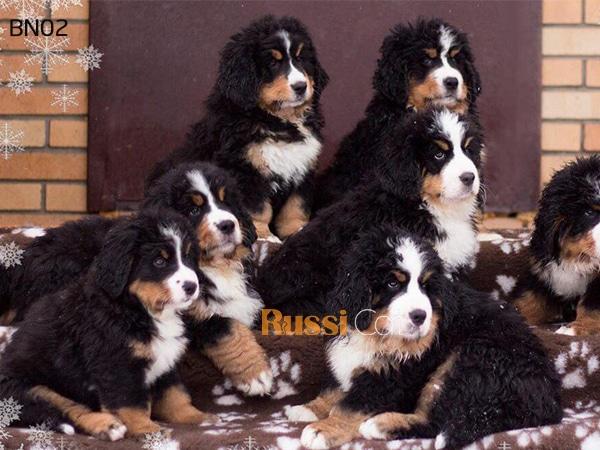 Chó núi Bernese (chó tam sắc), đực, 3 tháng – BN02 - RussiCat - Mèo nhập khẩu