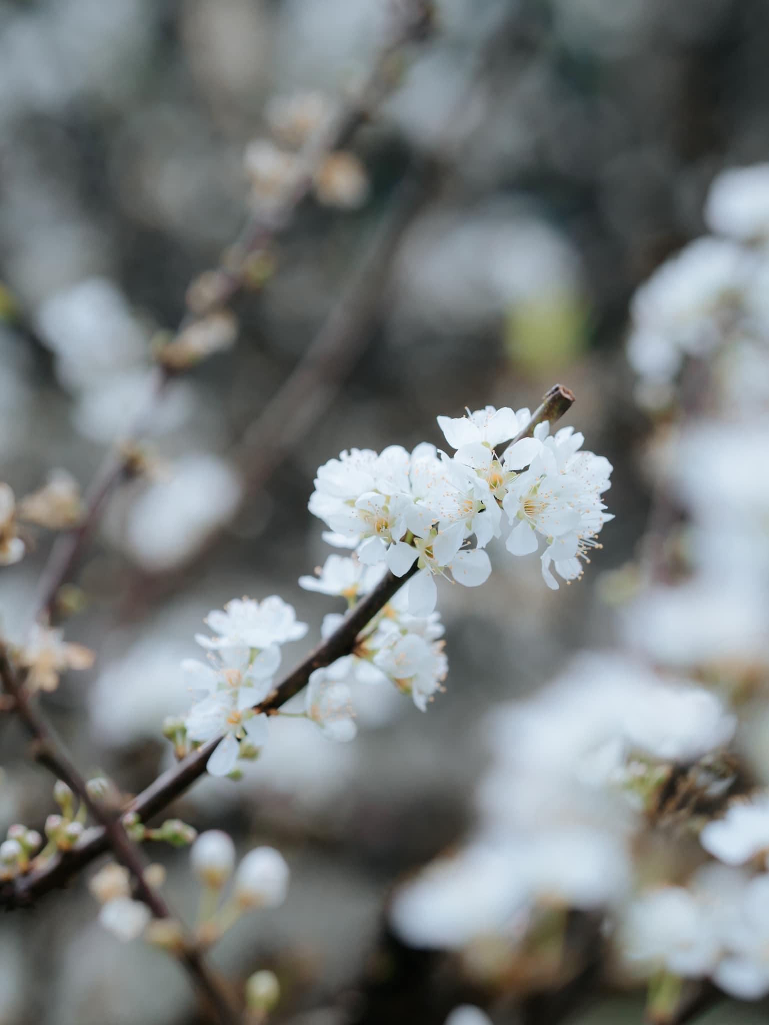Bạn trẻ đua nhau đăng ảnh hoa mận đẹp long lanh gợi ý lên đường đến với Mộc Châu mùa hoa mận nở