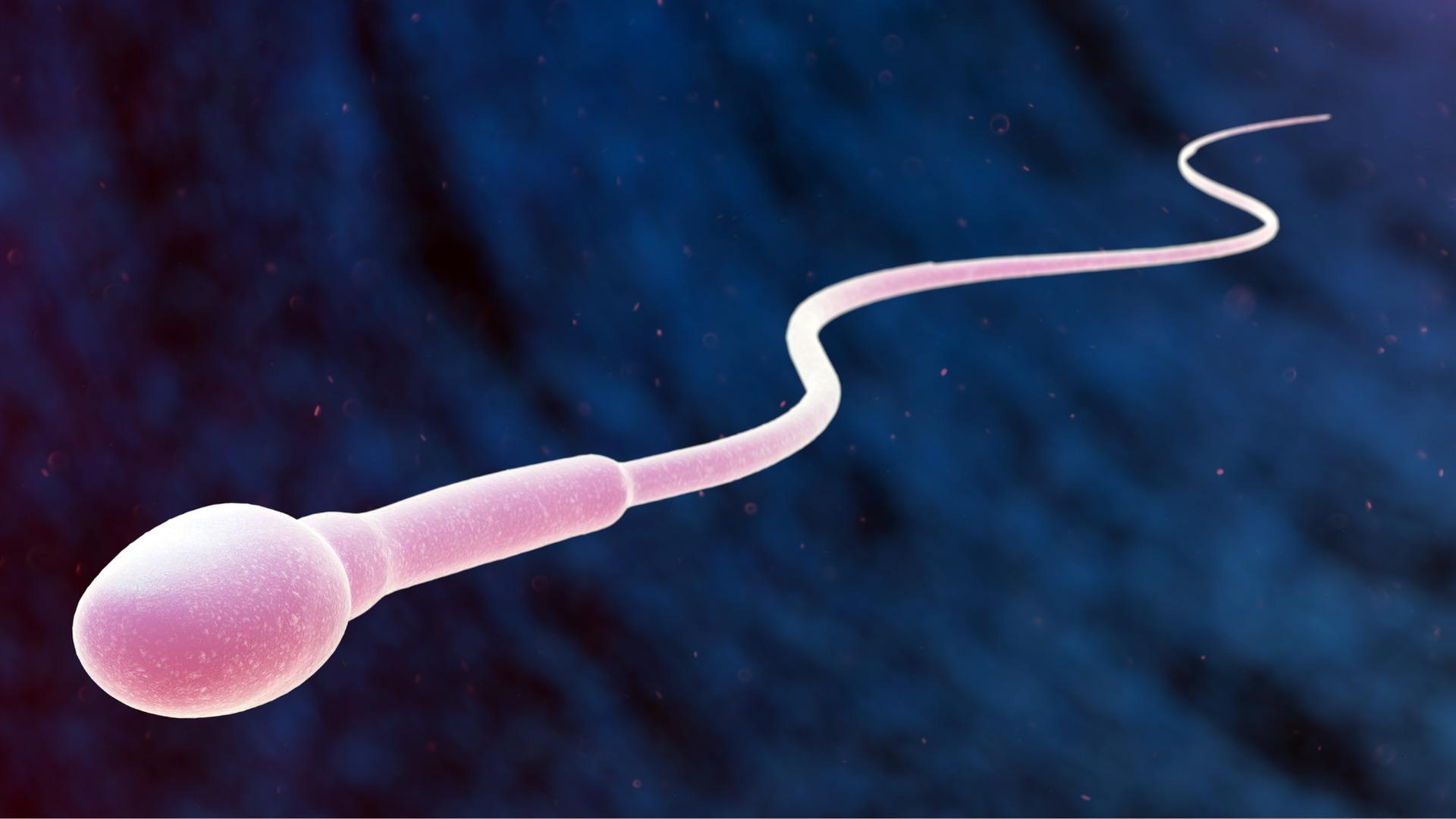 Hình ảnh tinh trùng bình thường sẽ như thế nào?