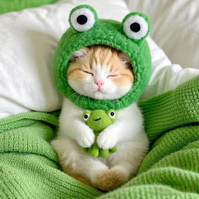 500+ avatar mèo cute, ngầu, hài hước và dễ thương nhất