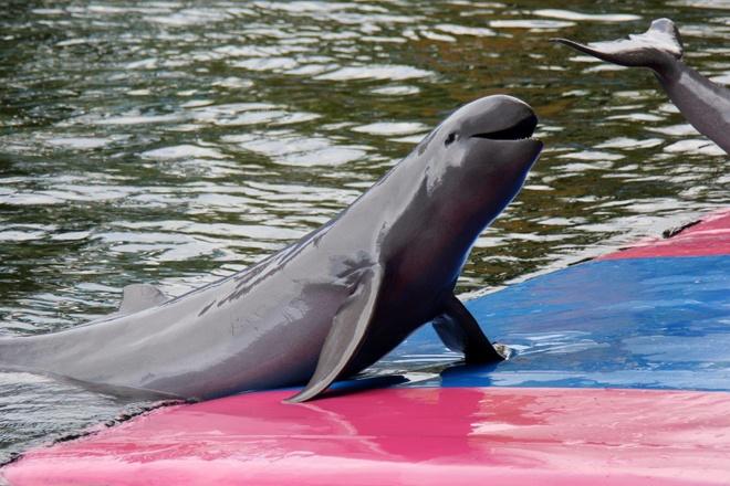 Cá Ông Nược – Huyền thoại vùng sông nước miền Tây