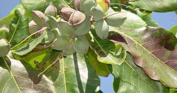 TOP 14 Dàn ý Tả cây bàng lớp 4