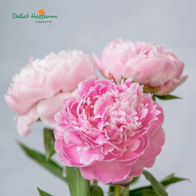 Mẫu Đơn (Peony): Nguồn gốc, đặc điểm, ý nghĩa và cách chăm sóc