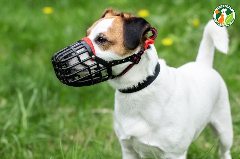 Có mấy loại rọ mõm chó? Cách đeo rọ mõm chó cực đơn giản