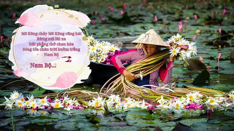 Soạn bài Gò Me (Hoàng Tố Nguyên) – Ngữ văn 7 Kết nối tri thức