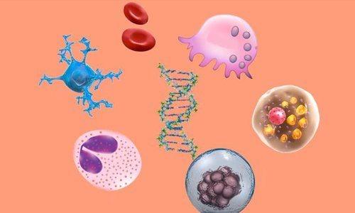 Tế bào nào dài nhất trong cơ thể người?