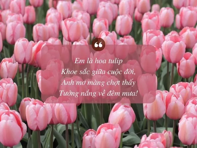 Thơ về hoa tulip, stt về hoa tulip hay, dạt dào cảm xúc