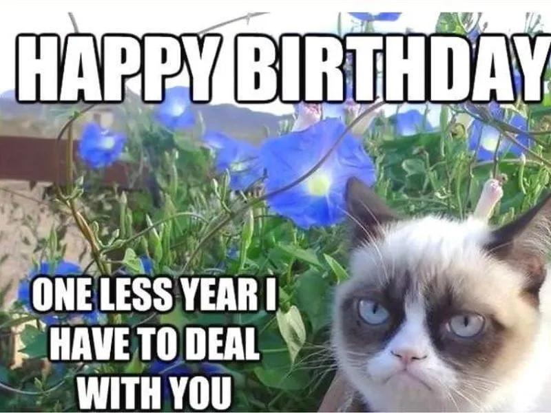 Nâng Tầm Niềm Vui Với **Meme Mèo Chúc Mừng Sinh Nhật** Độc Đáo