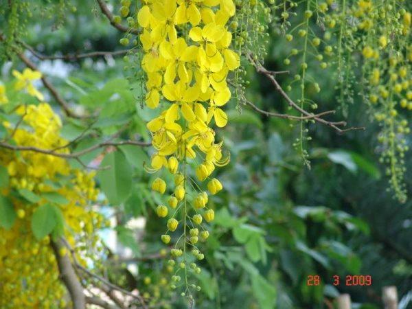 Dòng hồi ức màu vàng