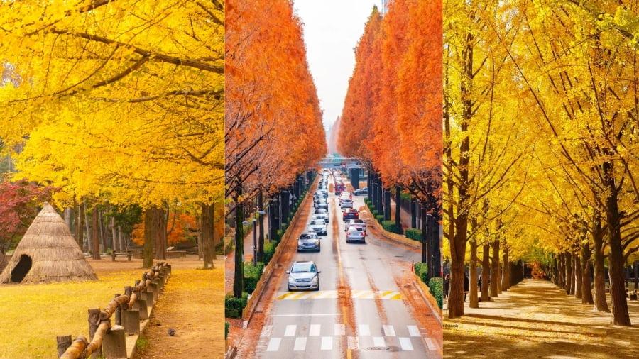 Du lịch đảo Nami mùa thu - Lãng mạn sắc vàng, đỏ rực rỡ