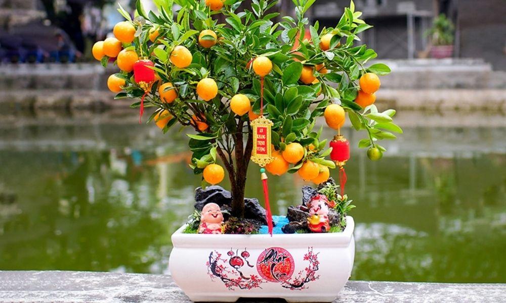 Mách bạn cách phục hồi cây quất sau tết, ra hoa đúng dịp tết 2026