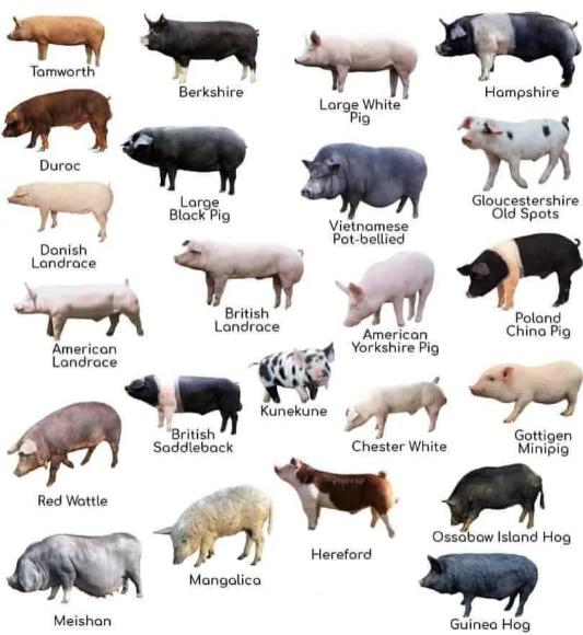 Giáo án KHTN 9 kết nối bài 40: Dịch mã và mối quan hệ từ gene đến tính trạng