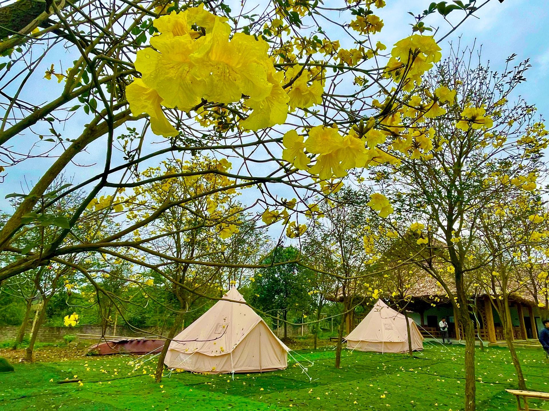 Hà Nội: Chụp ảnh hoa phong linh vàng rực ở đâu đẹp nhất?